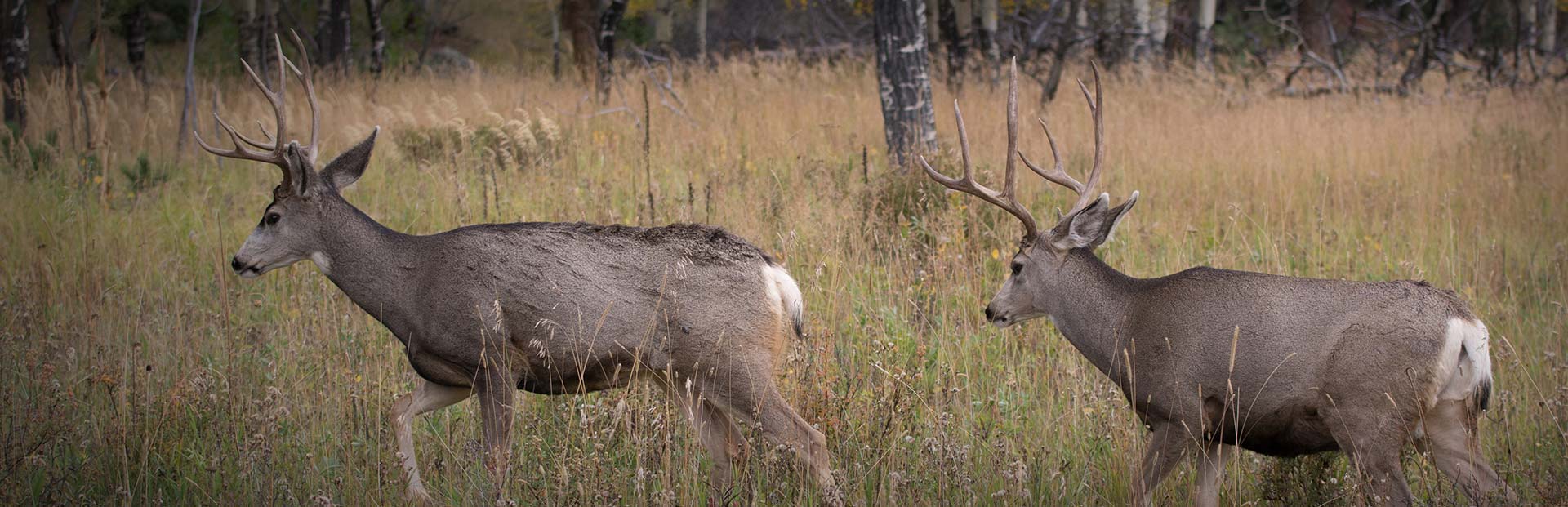 South Dakota Rifle Mule Deer Hunting Outfitters & Guide